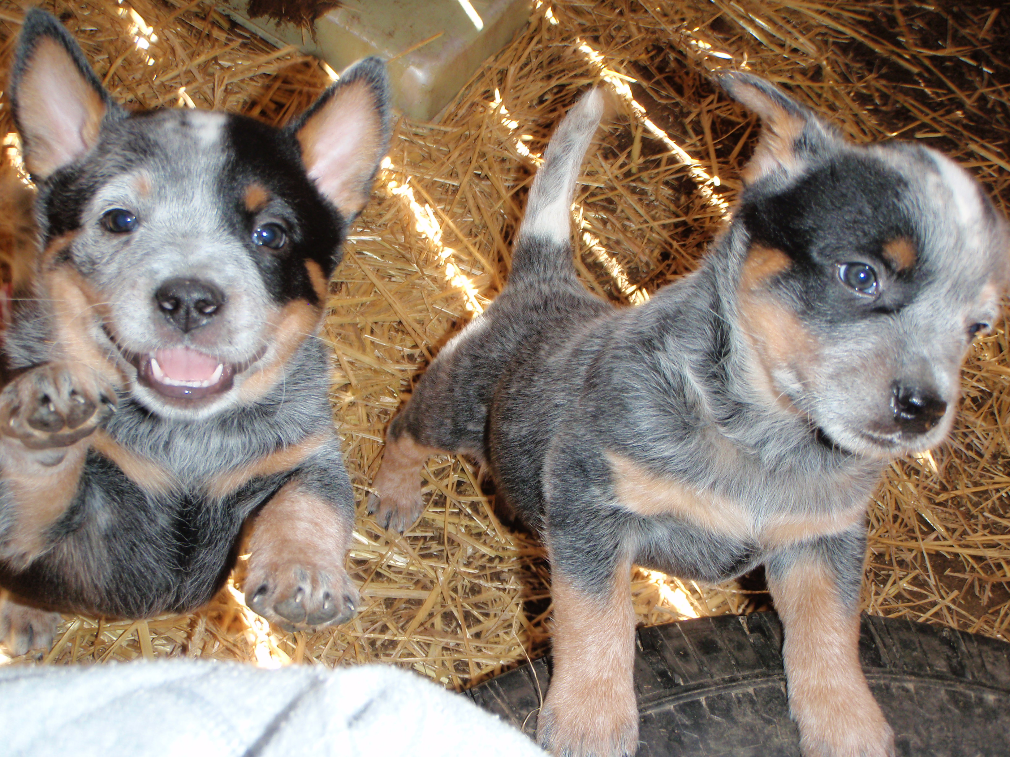 cattle dog puppies for sale near me