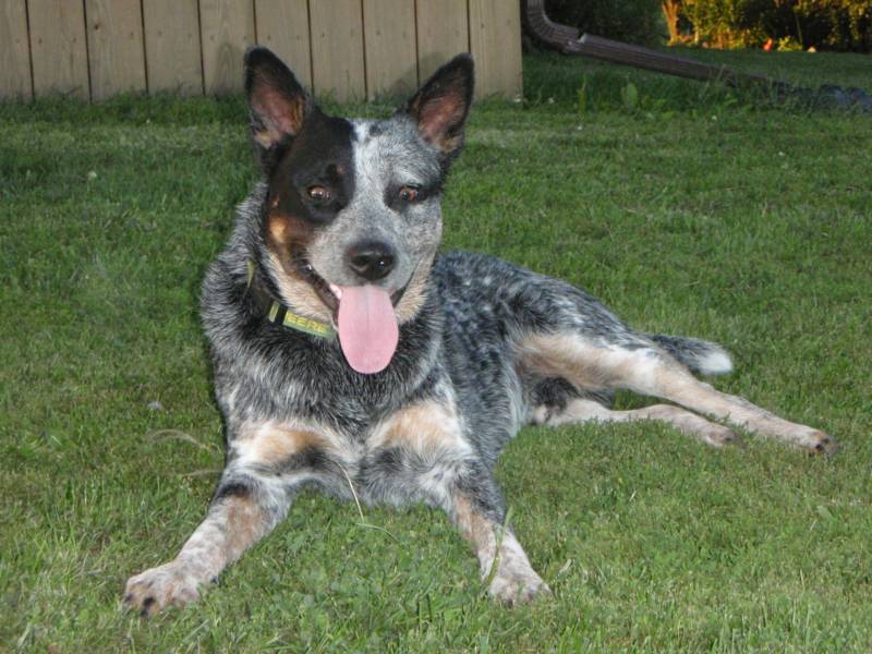farm dogs for sale farm dogs for sale