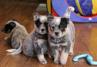 Blue heeler puppy for sale sales near me