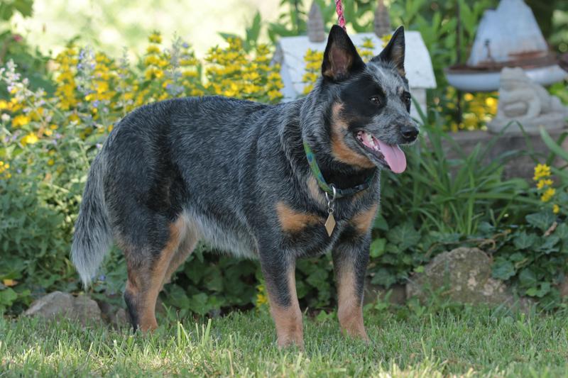 trained cattle dogs for sale near me